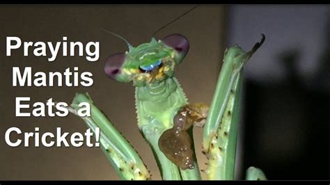 porno mantis|Mantis Porn Videos 